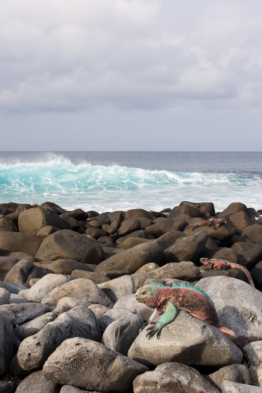 Marine Iguana